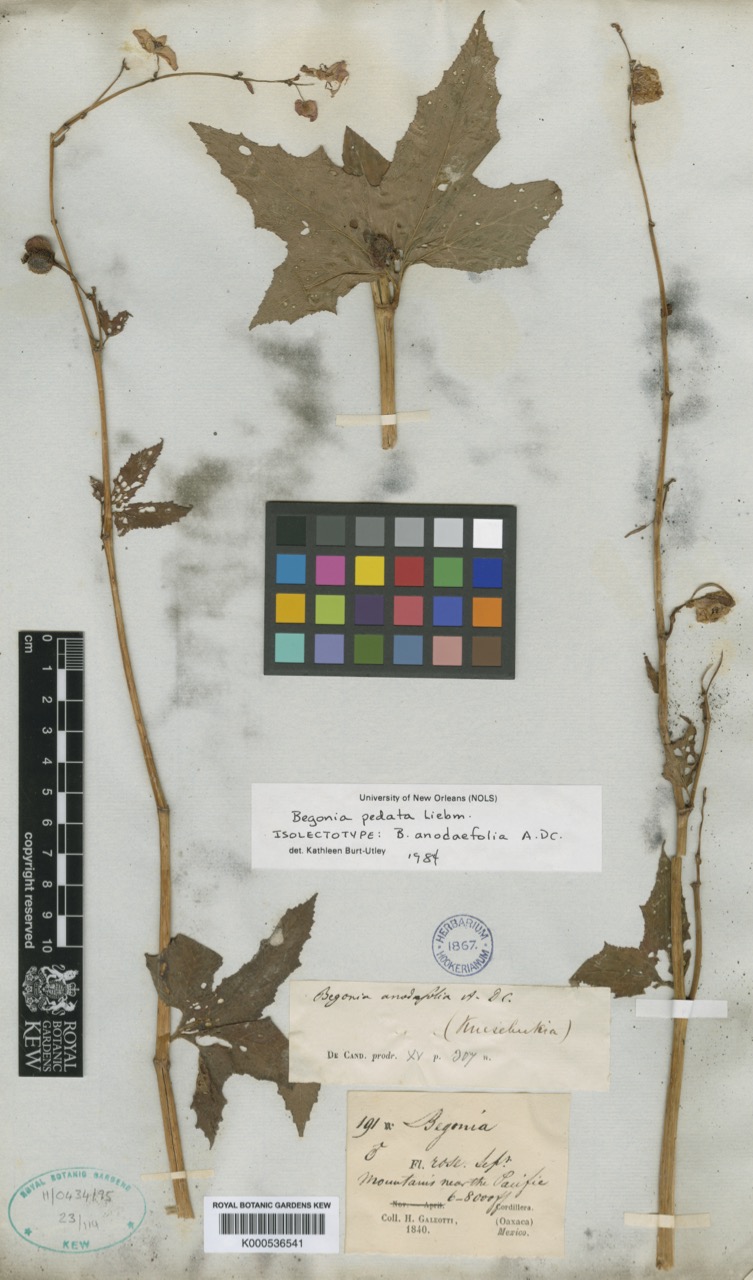 B. pedata